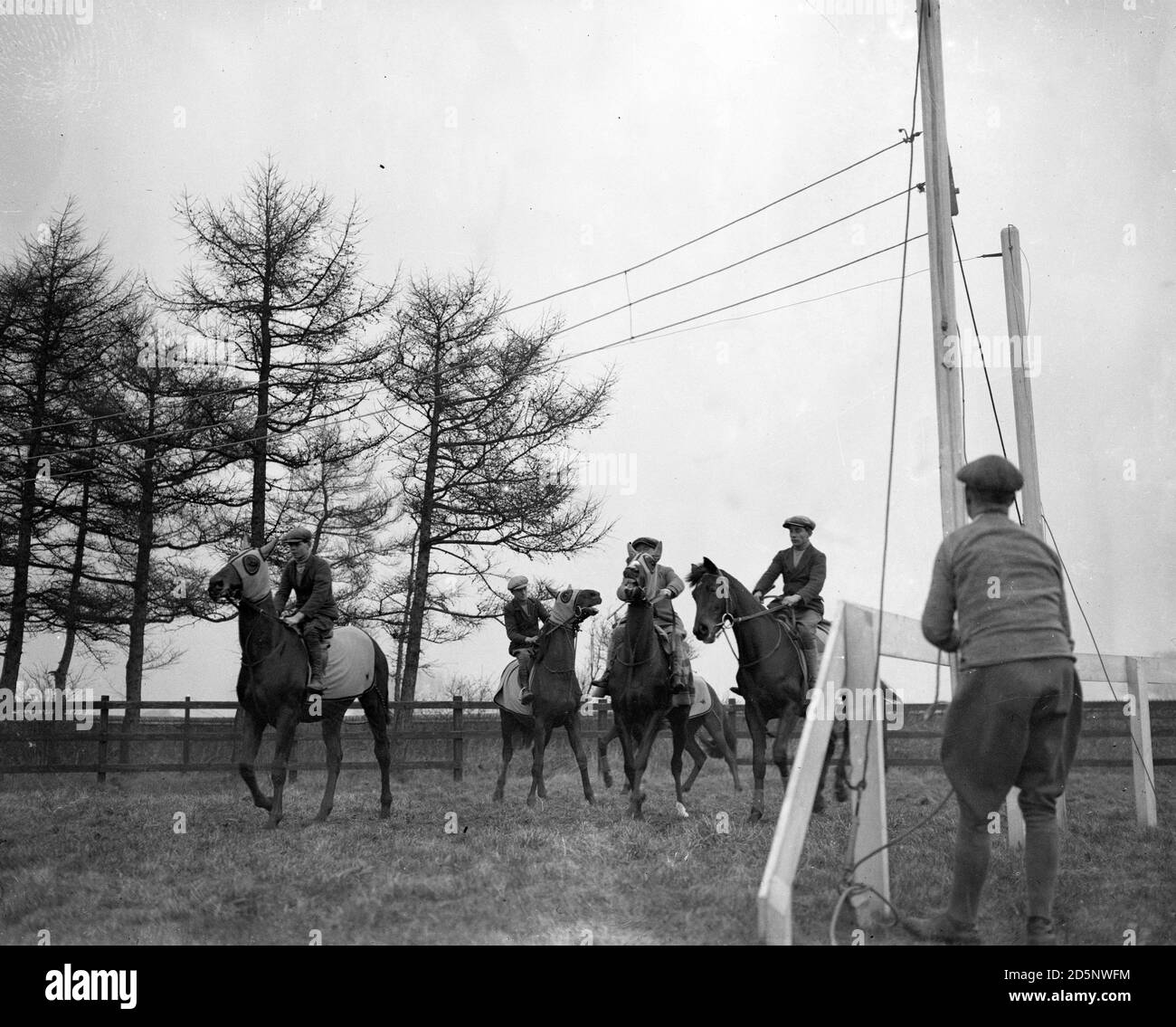 Two-year-old horses are taught how to use the starting gate at Captain P. Whitaker's training quarters at Newmarket. Stock Photo