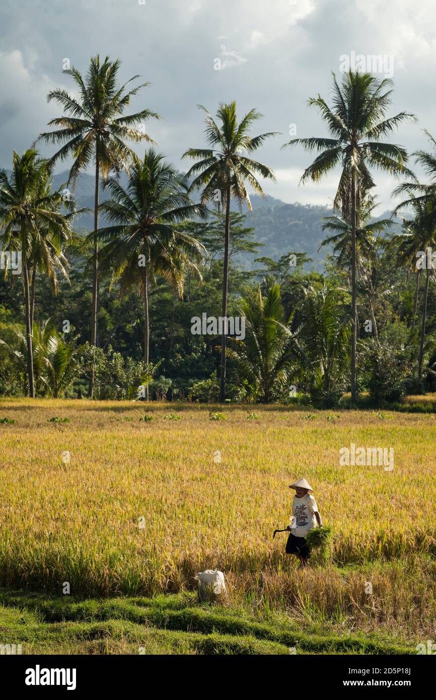 Vertical shot of a traditional Indonesian farmer wearing a conical hat