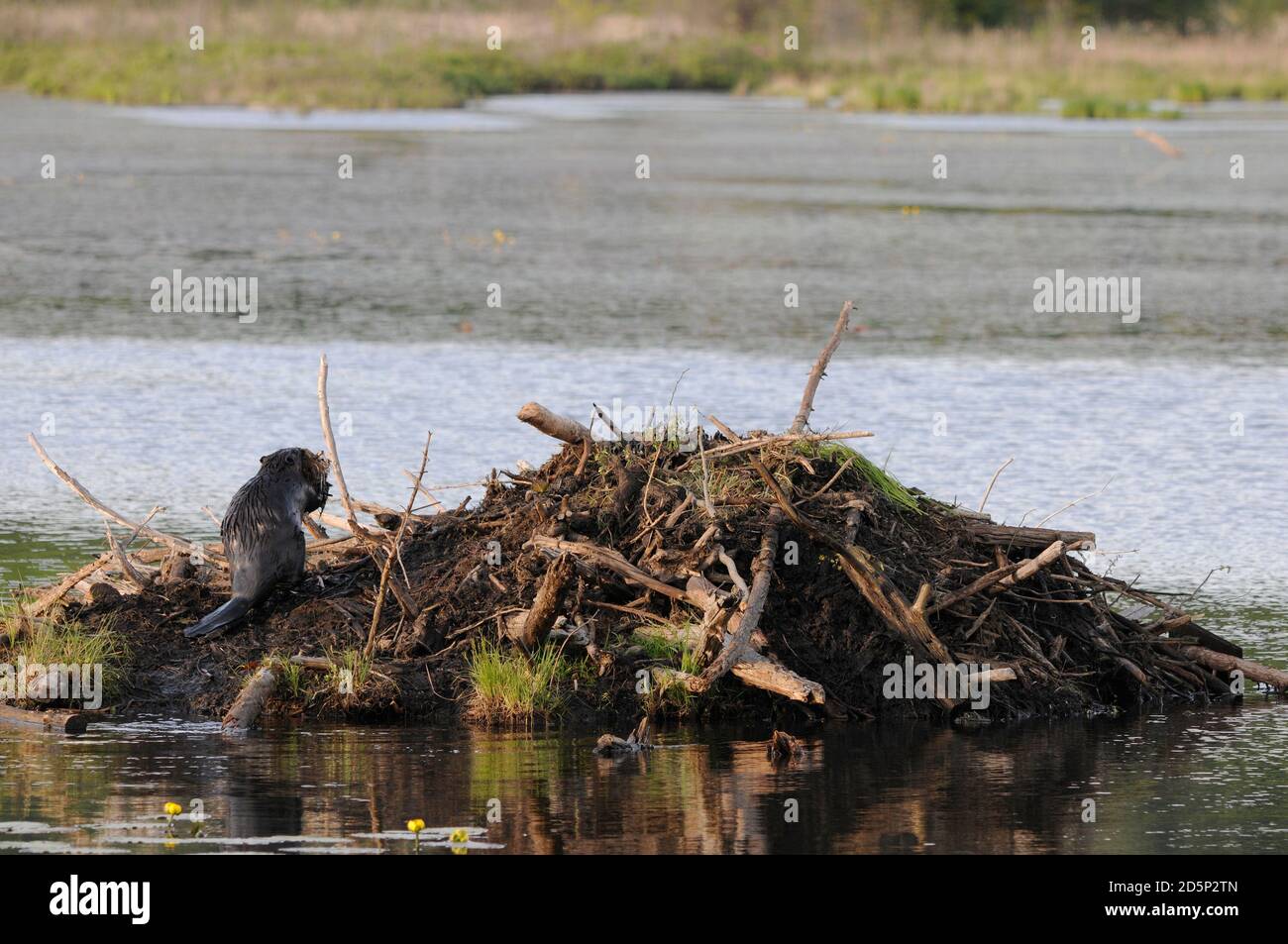 Beaver close-up profile rear view building a beaver lodge, displaying its brown fur, working skill  in its habitat and environment  water background. Stock Photo