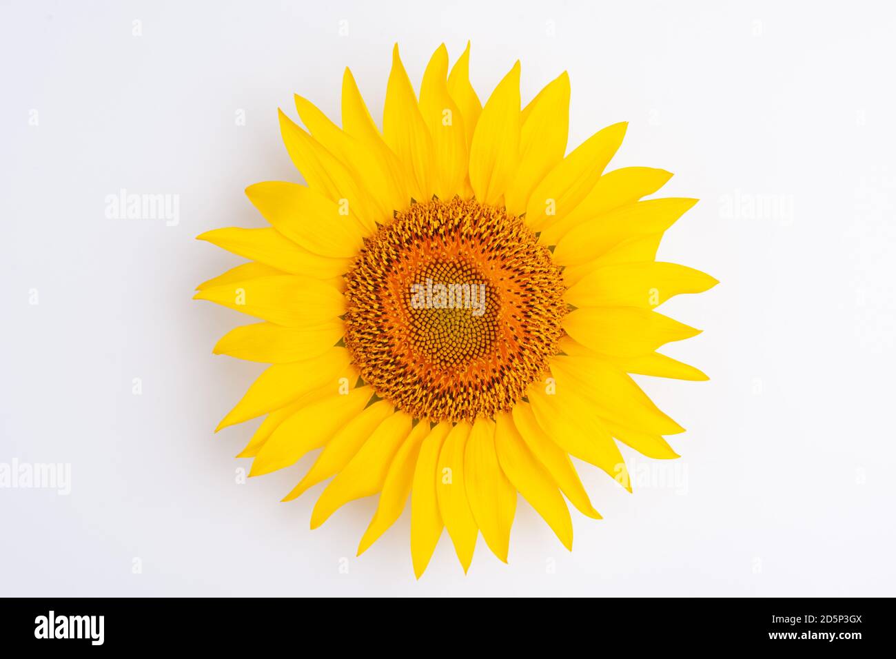 Sunflower flower isloted on a white background Stock Photo