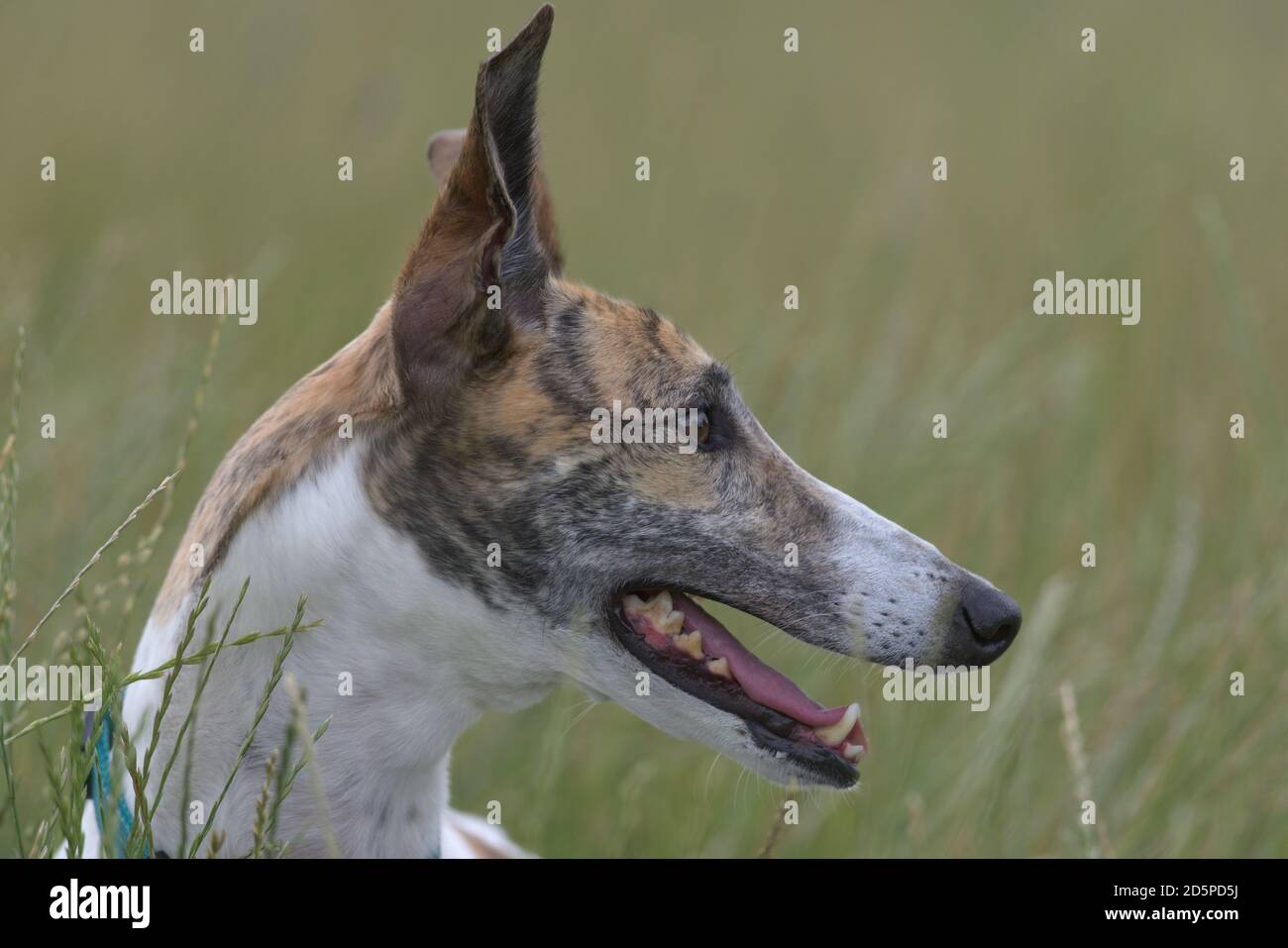 Plain Grass Field Background With A Full Frame Detailed Side Profile Of A White And Brindle Greyhound S Face Looking Right And Panting Stock Photo Alamy