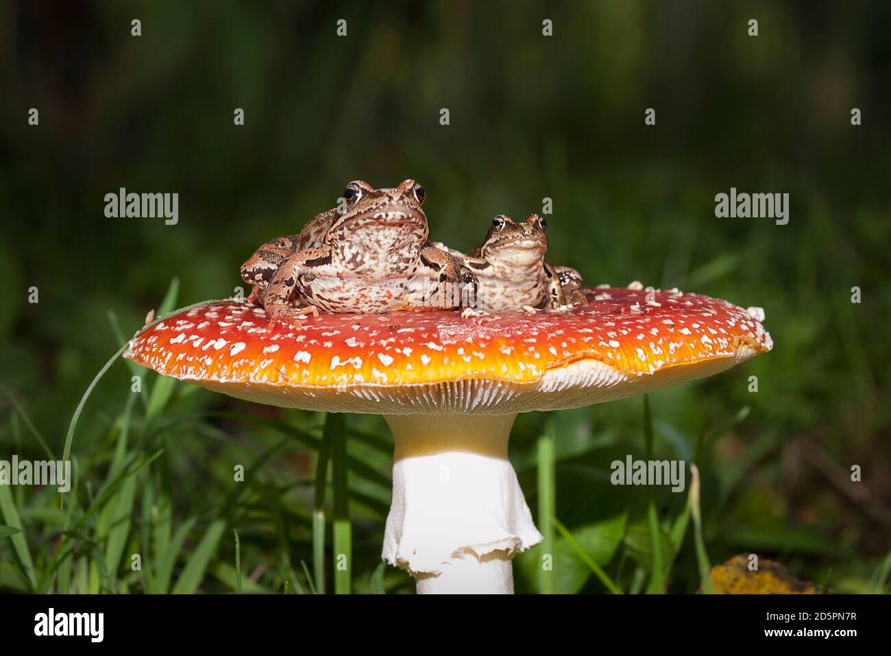 Frogs on the mushroom Stock Photo