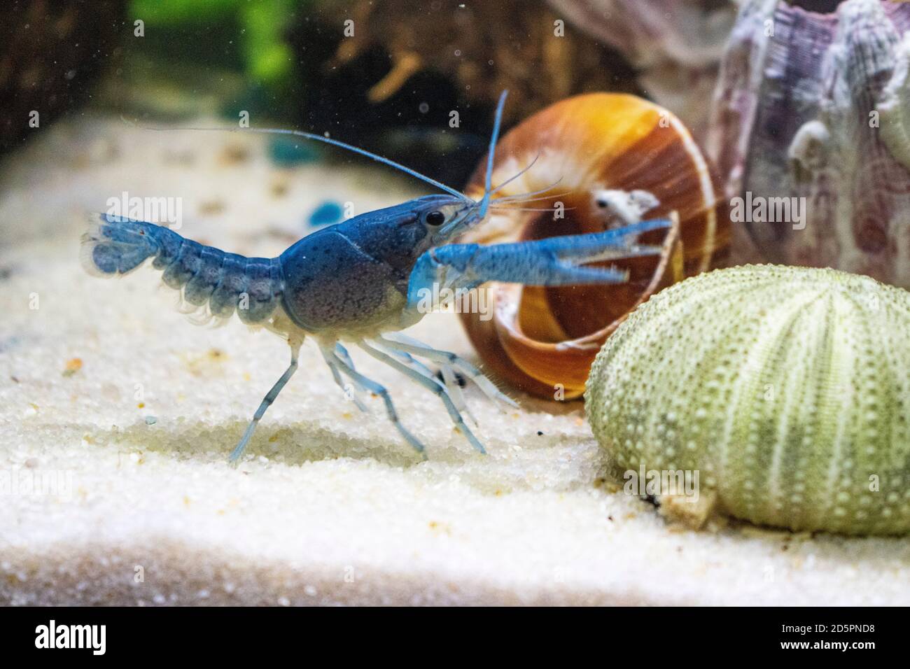 Close up on blue crayfish in an aquarium with sand, barnacle structure