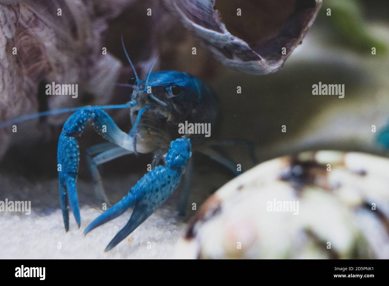 Close up on blue crayfish in an aquarium with sand, barnacle structure, and snail shell Stock