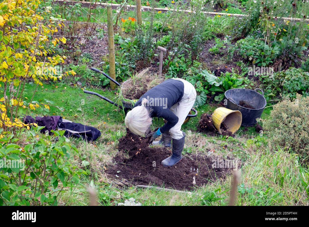 Woman bending over in the garden in autumn digging out an old stump to plant a perennial shrub Carmarthenshire Wales UK Great Britain   KATHY DEWITT Stock Photo