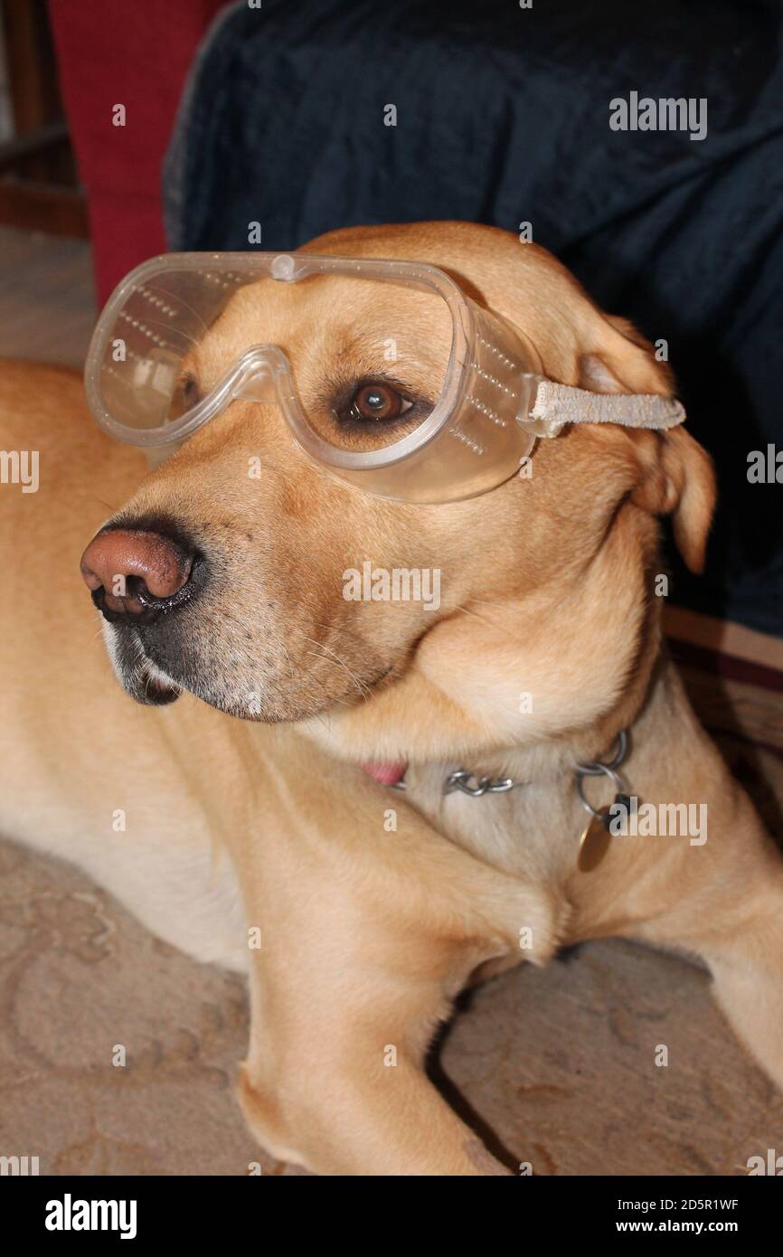 Close up of a yellow labrador wearing safety glasses in vertical format Stock Photo