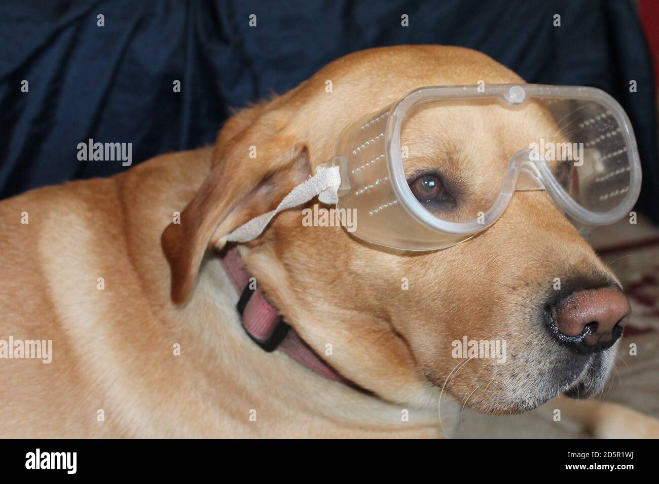 Dog wearing safety googles for eye protection against allergies Stock Photo
