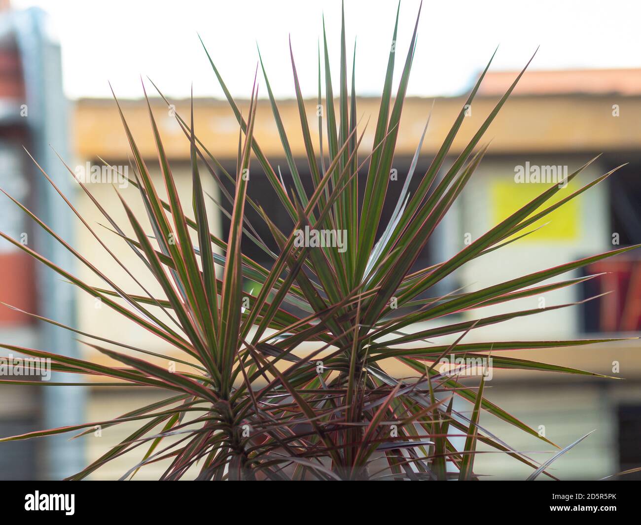 Dracaena reflexa var. Angustifolia in Medellin, Antioquia / Colombia Stock  Photo - Alamy