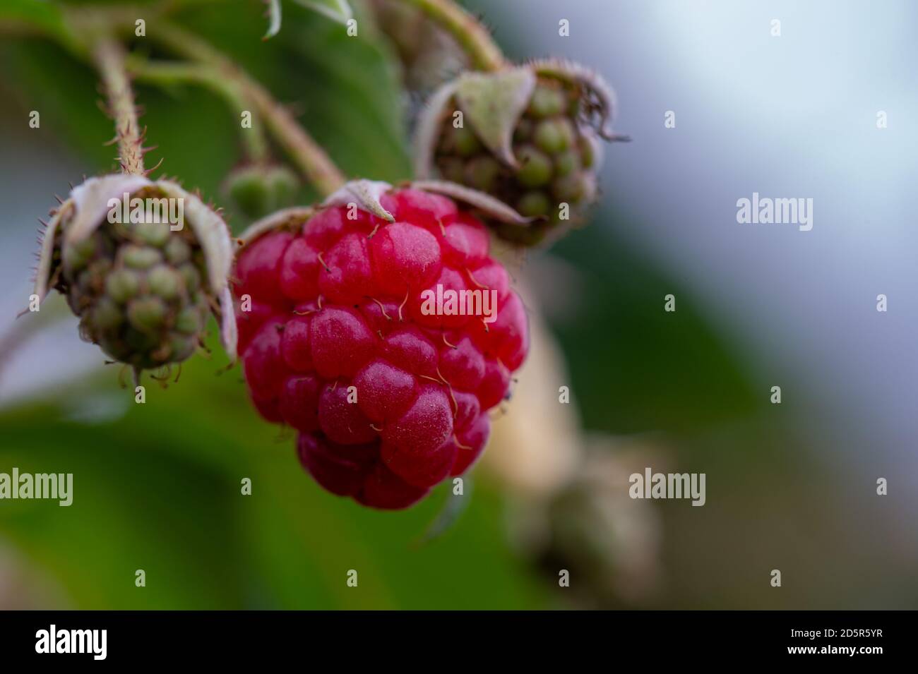 Reppoting Raspberries raspberry redo for harvesting Stock Photo - Alamy