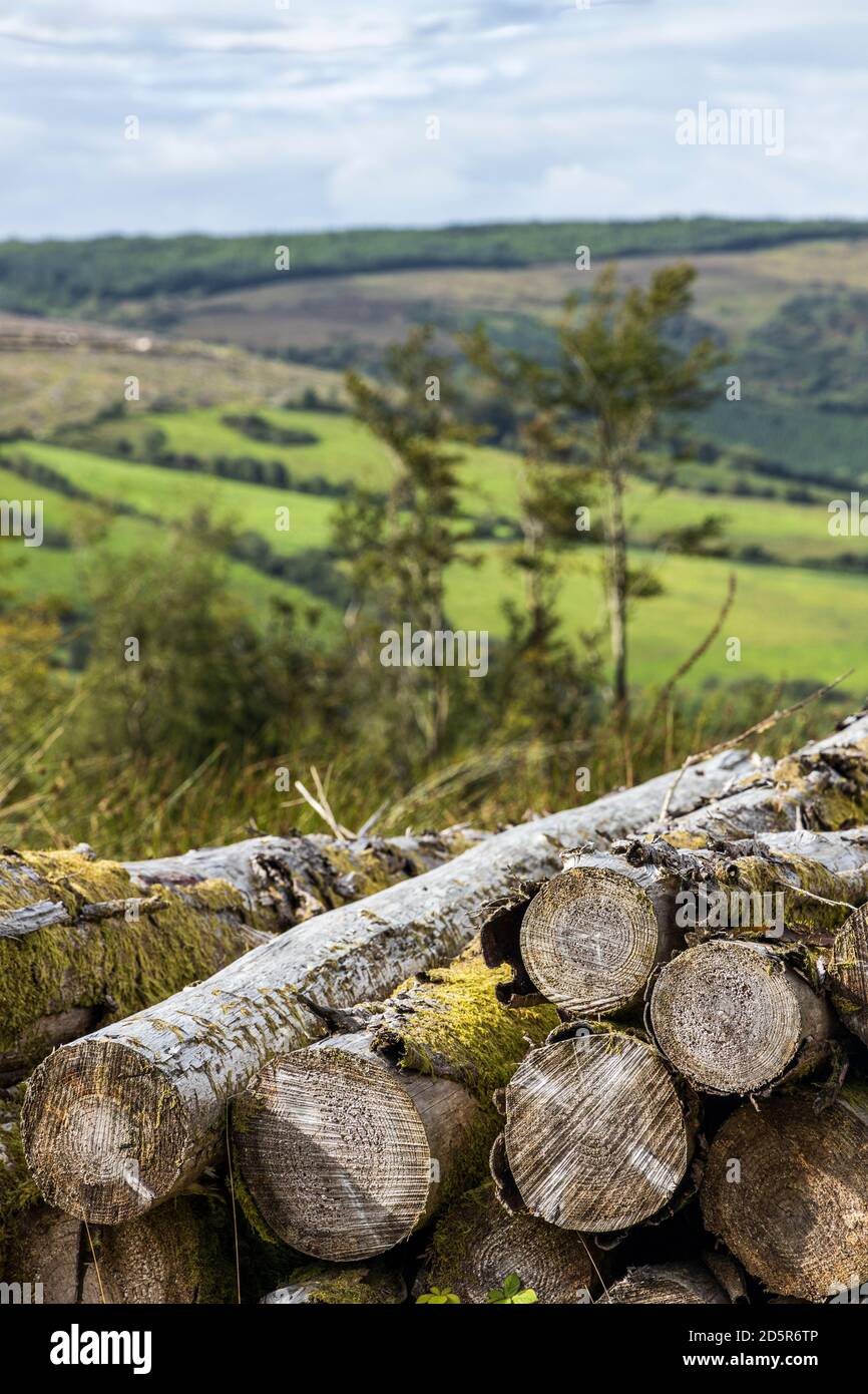 Log piles in the forest at Ballycuggarran, County Clare, Ireland Stock