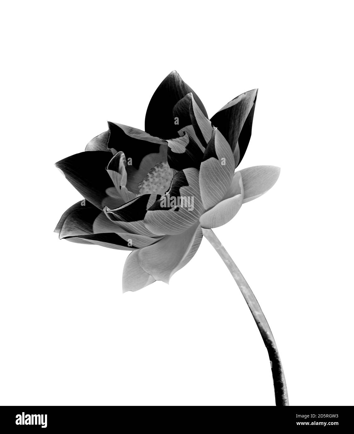 Black lotus isolated on white background Stock Photo Alamy