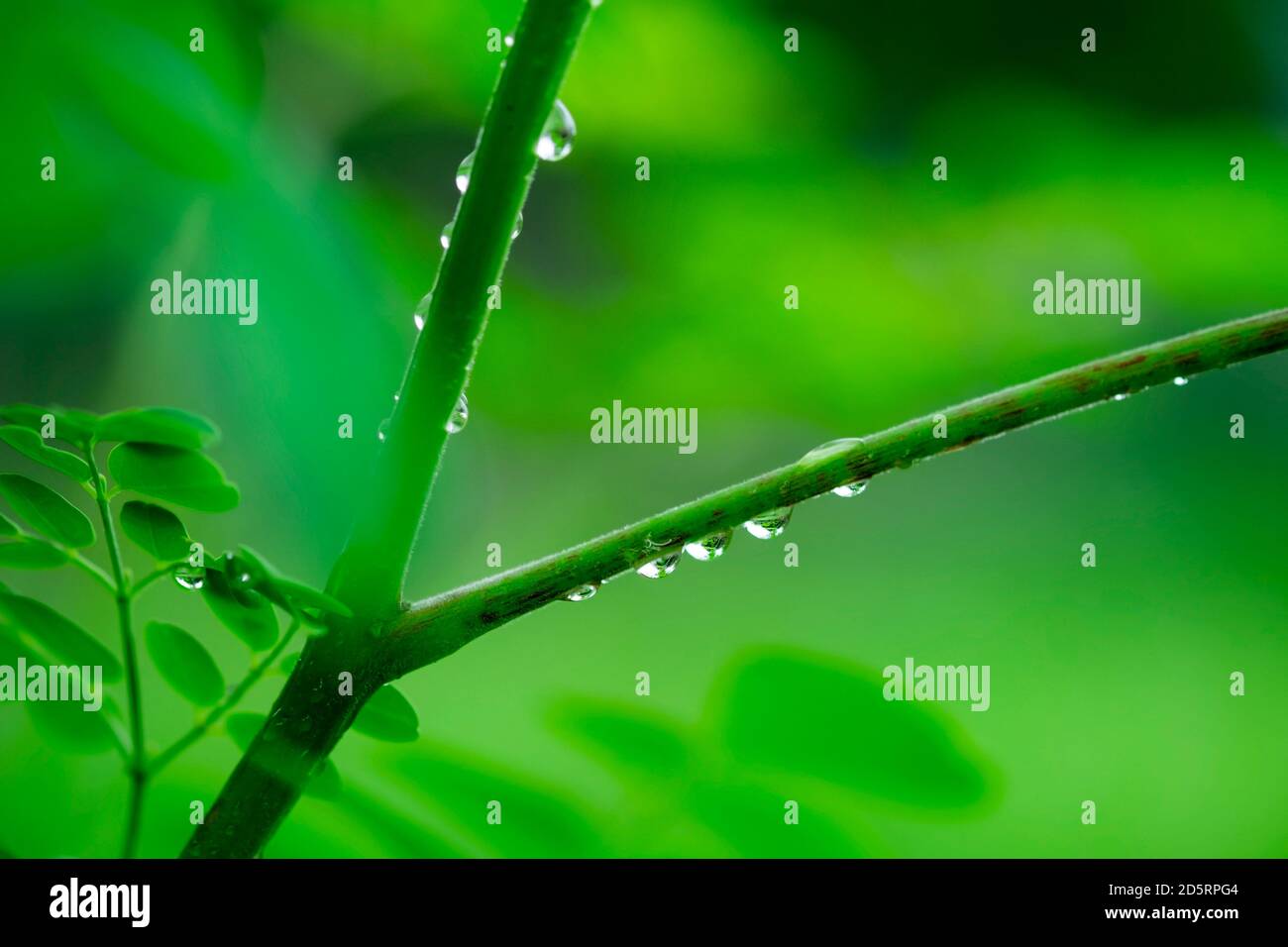Water drop on leaf hi-res stock photography and images - Alamy