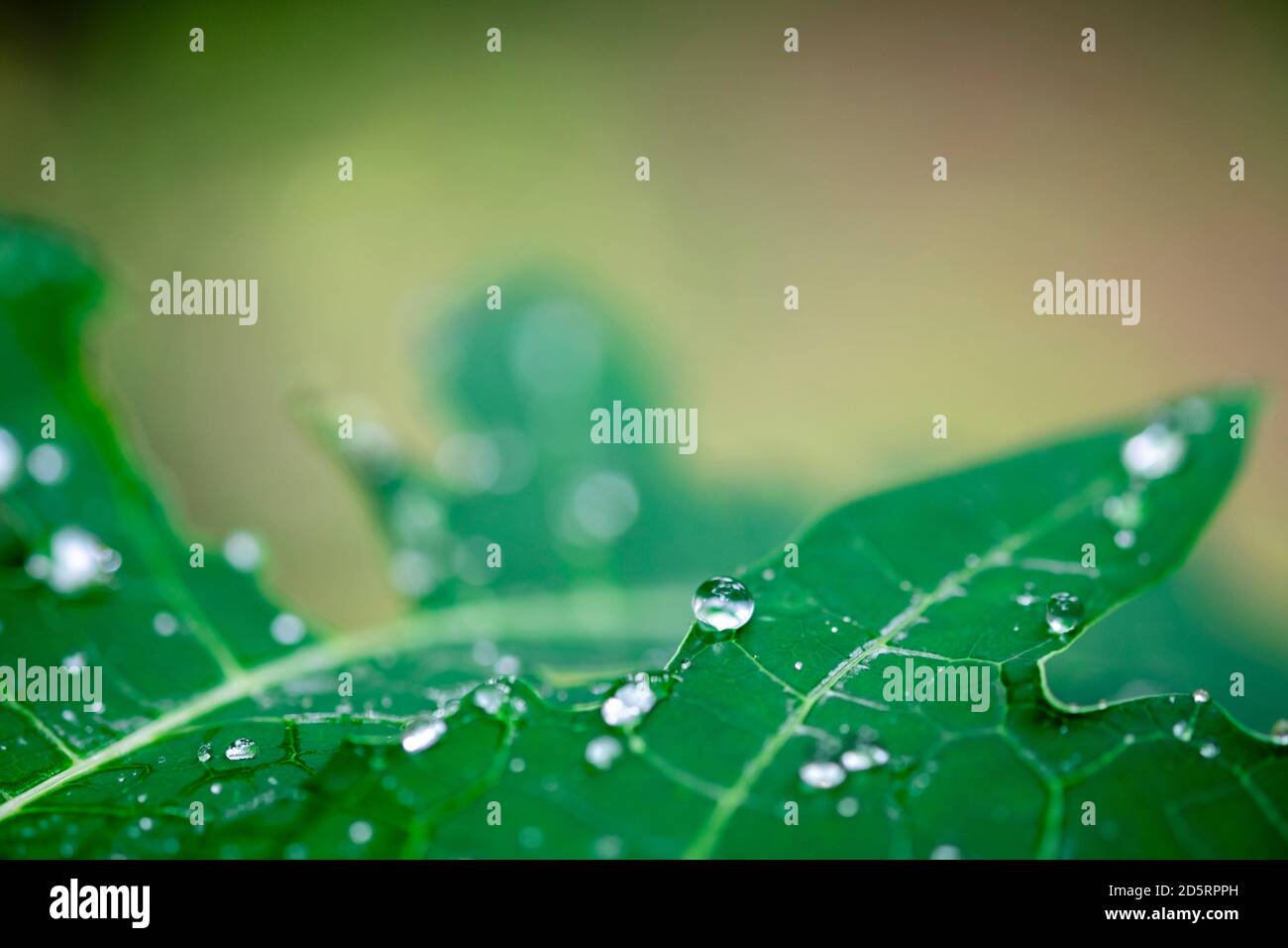 water drop on leaf background Stock Photo - Alamy