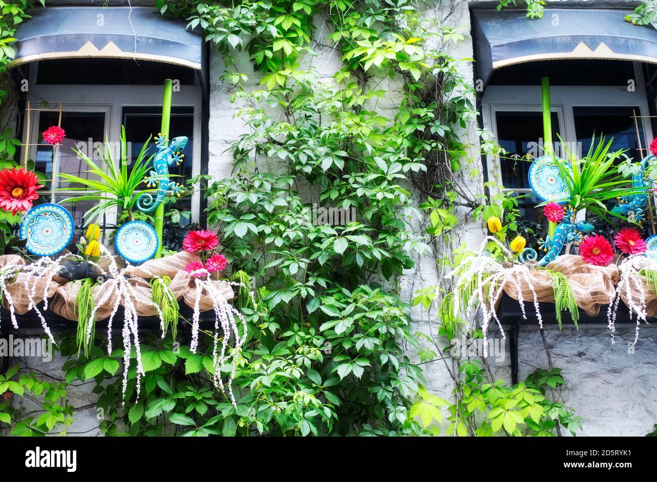 Decorative window boxes and virginia creeper vine climbing up a