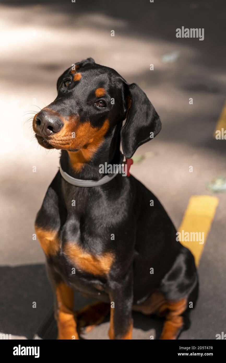 Beautiful Purebred Dog. 4 Month Old Doberman. Doberman Puppy Stock Photo -  Alamy