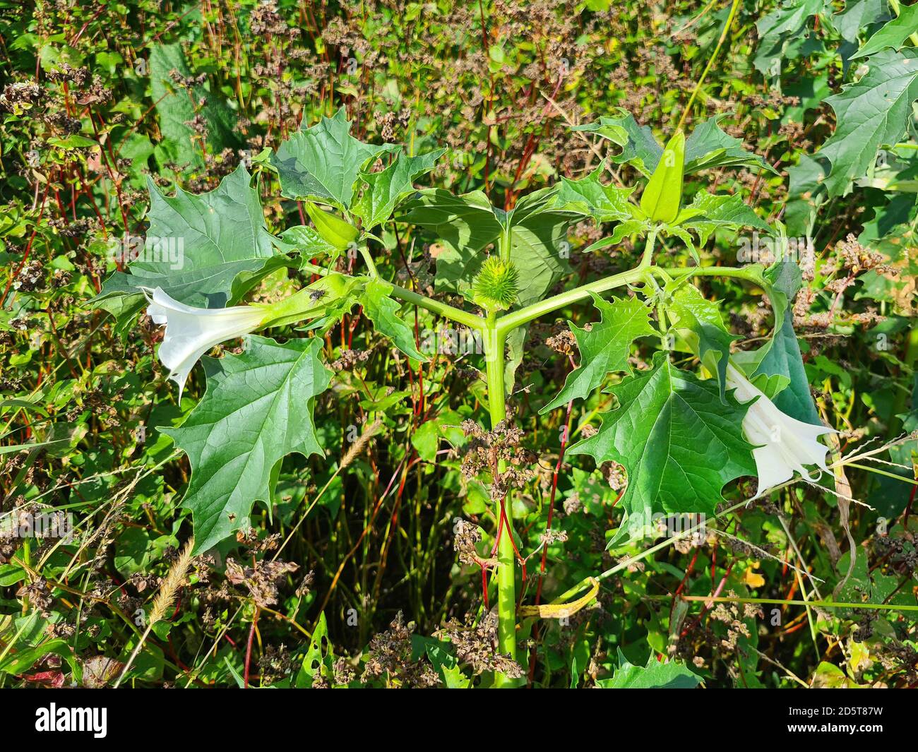 Thorn Apple is a highly poisonous plant, usually found as a weed on