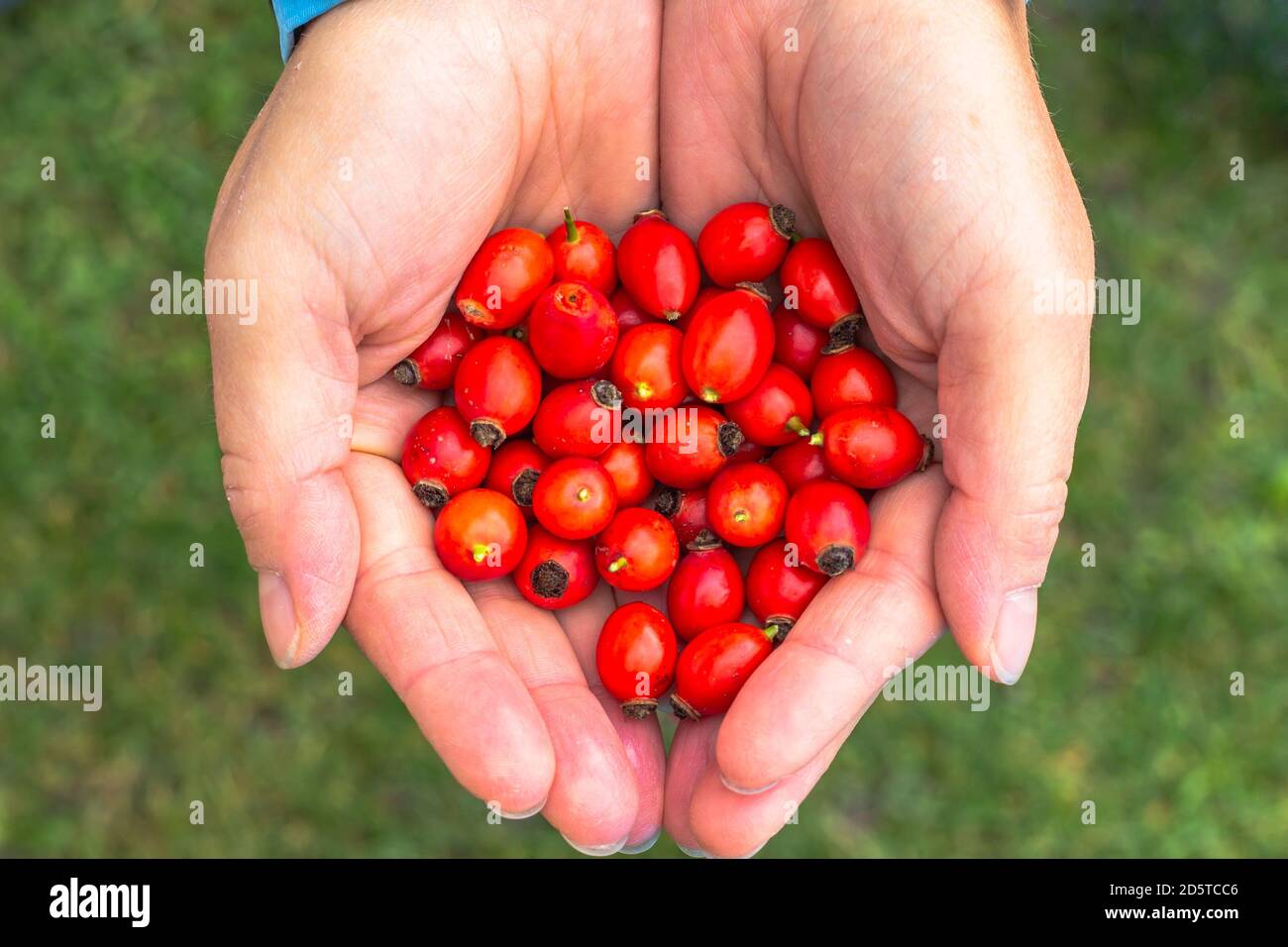 Female hands with freshly harvested rose hips. Medicinal plants and herbs composition. Bright red berries. Picking autumn healthy raw hips for herbal Stock Photo