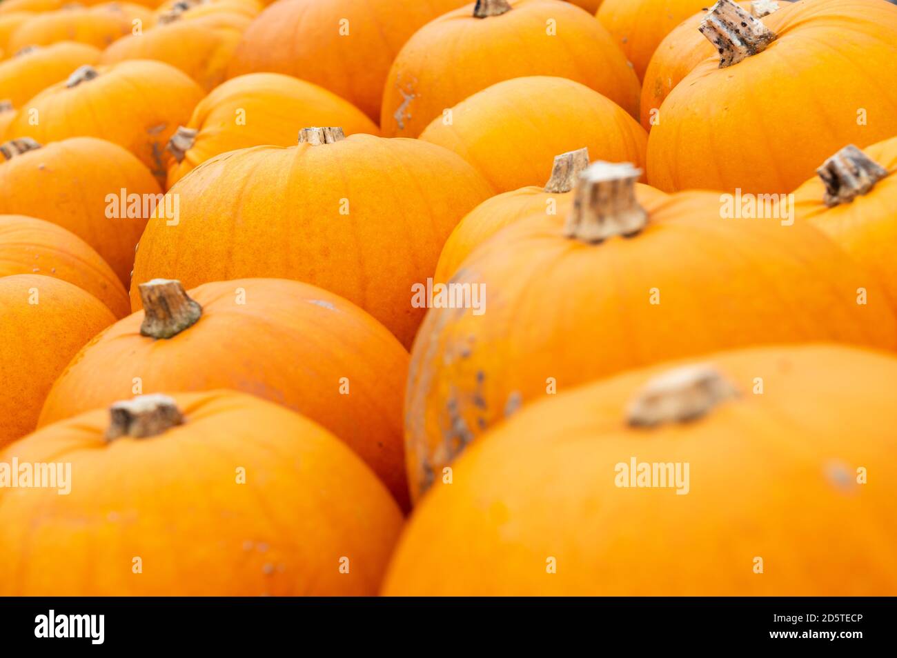 Totton, Hampshire, 10 Oct, 2020. Lots of pumpkins that have been placed together ready to sell to pumpkin patch visitors sit on the ground tightly pac Stock Photo