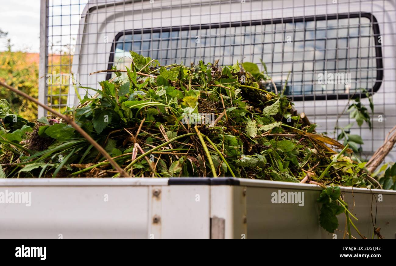 Garden waste on a car Stock Photo