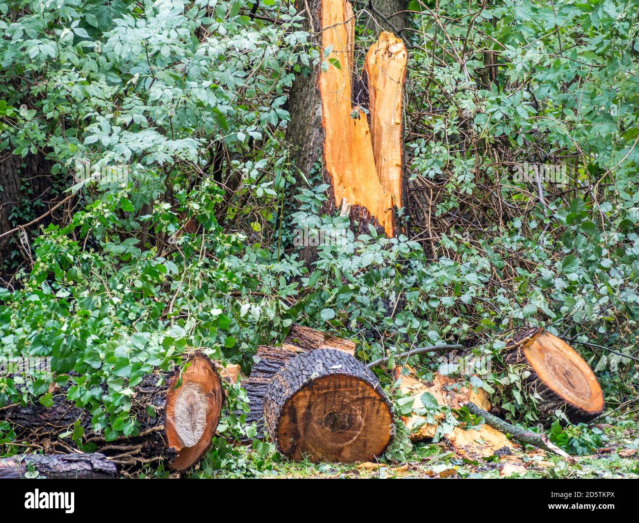 tree felling in autumn for trees Stock Photo - Alamy