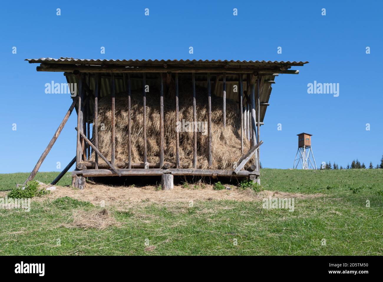 Deer trough feeder filled with hay and hunting hide in background. Hunting, big game hunting, animal feeding and agriculture concepts Stock Photo