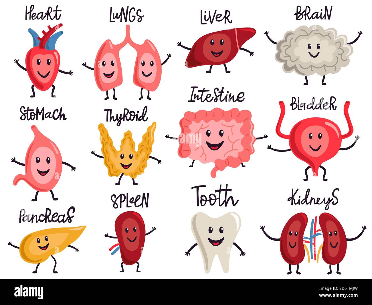 Healthy body organs. Internal human organs characters, biology medicine