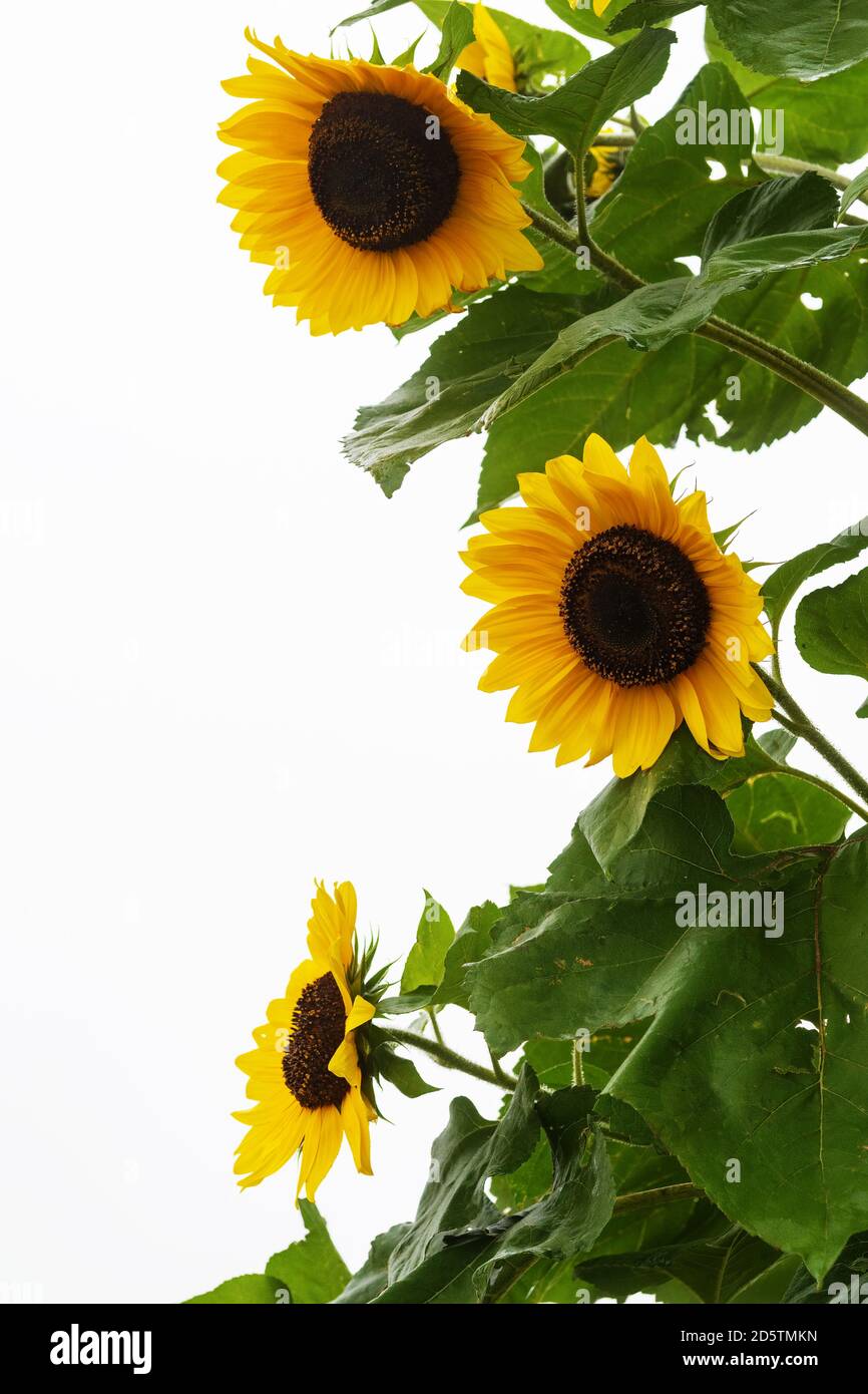 Three sunflowers isolated on white background with copy space Stock Photo