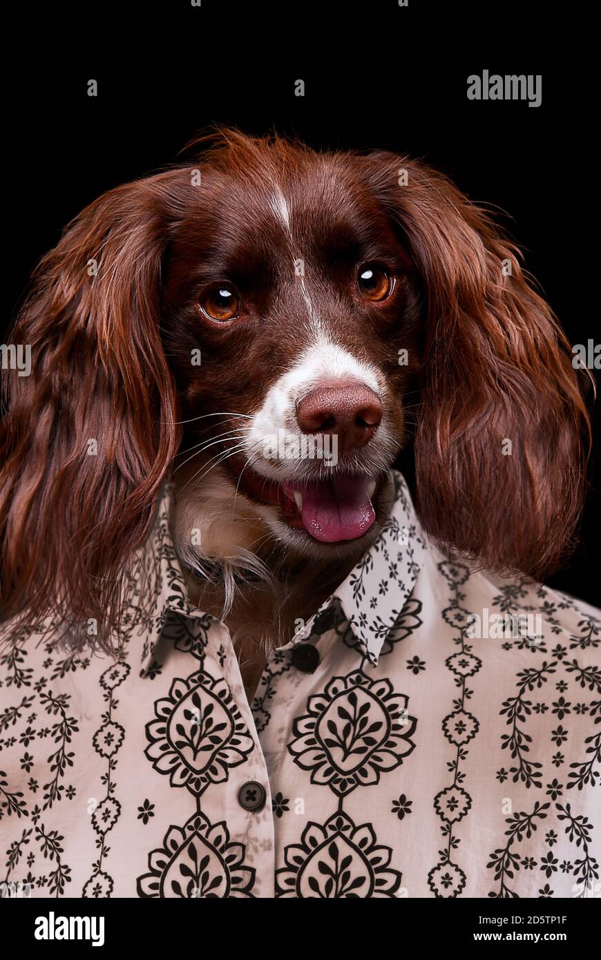 A dog portrayed as a human in a studio portrait wearing shirt. English springer spaniel wearing a shirt as if smiling studio portrait. Stock Photo