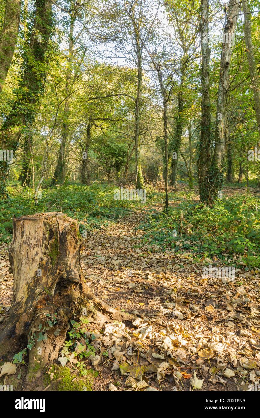 Tree Strump Path Woodland tree nobody hi-res stock photography and images - Alamy