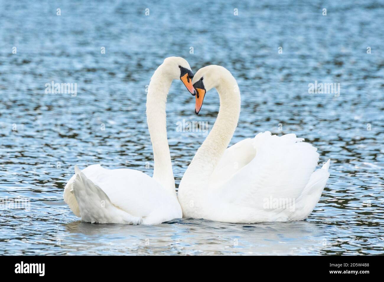 Mute swan pair bonding on a lake with their necks forming the heart shape. Love, affection, bonding, mate for life, trust, mate, beauty, birds, animal Stock Photo