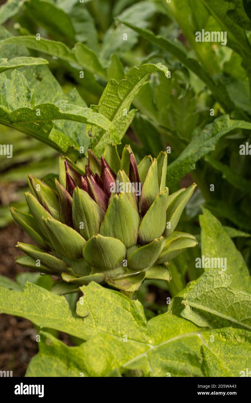 Ornamental artichokes hires stock photography and images Alamy