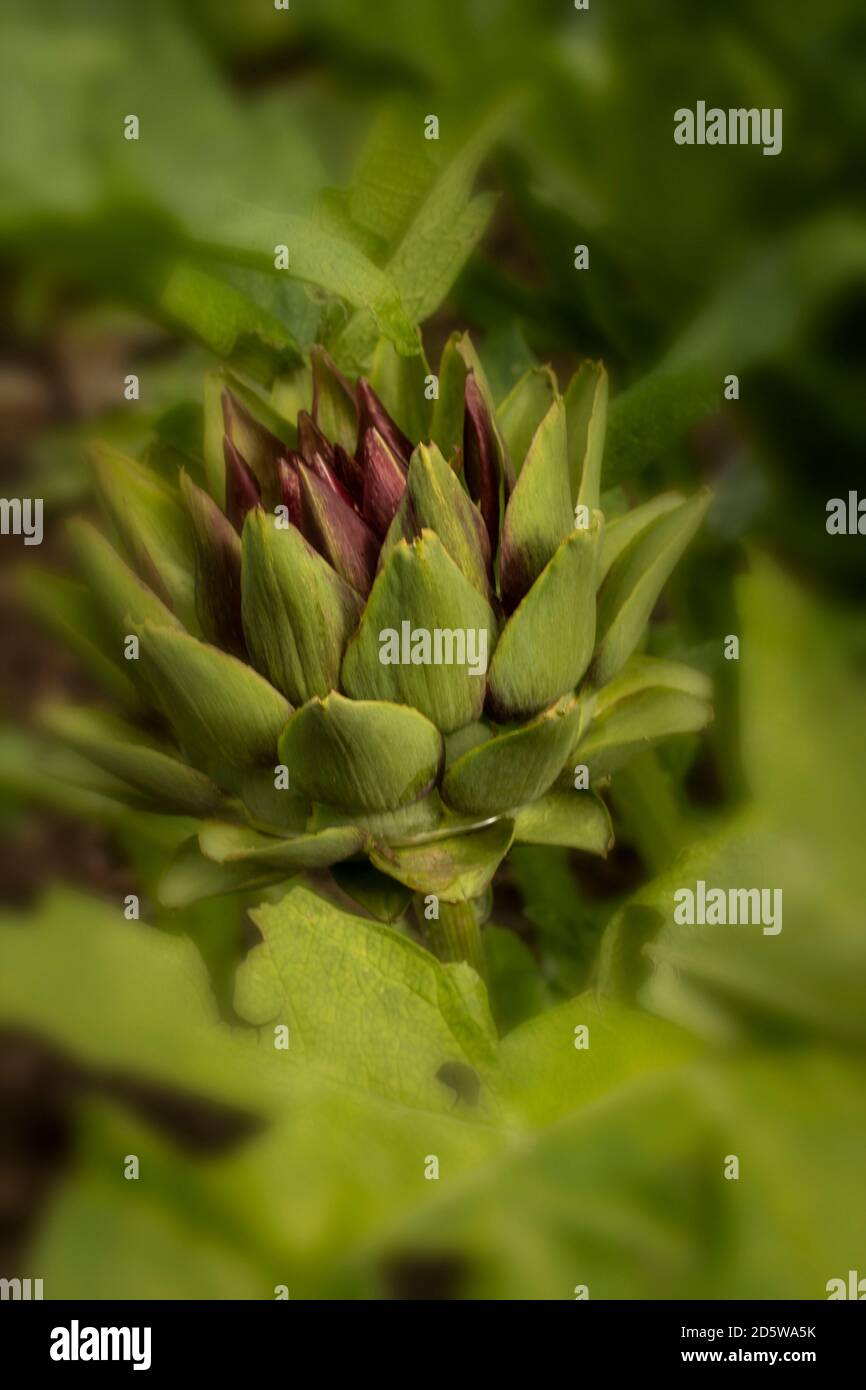 Artichoke 'Violet Globe' garden vegetable growing amongst its green