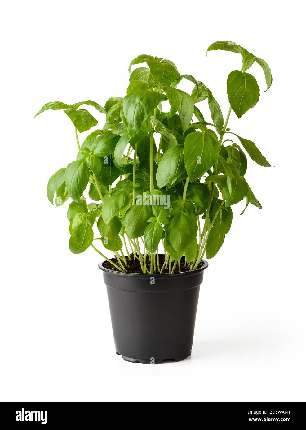 Potted basil plant with lush green leaves isolated on white background