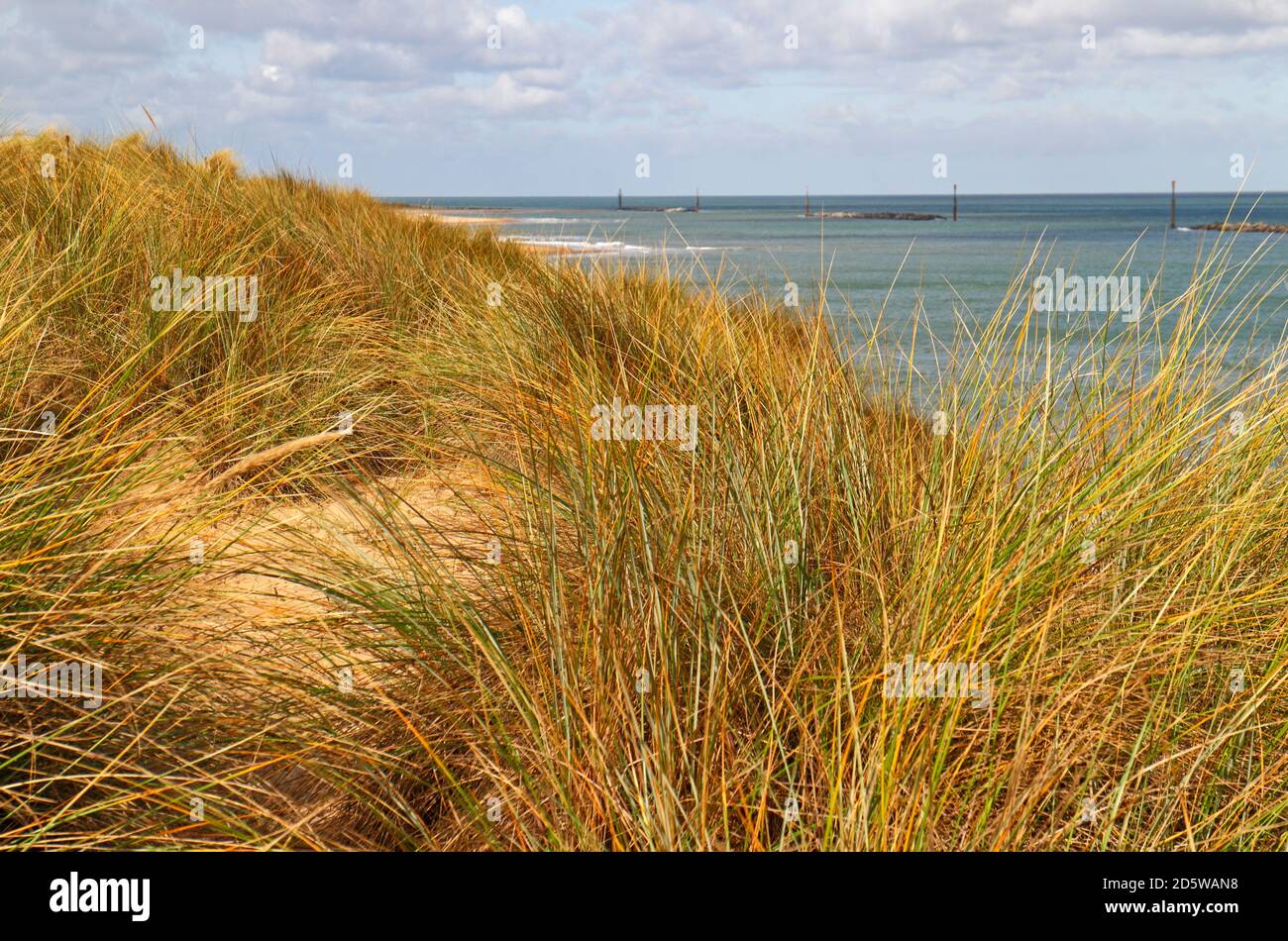 Marram Grass, Ammophilia arenaria, covering and stabilising coastal sand dunes at Sea Palling, Norfolk, England, United Kingdom. Stock Photo