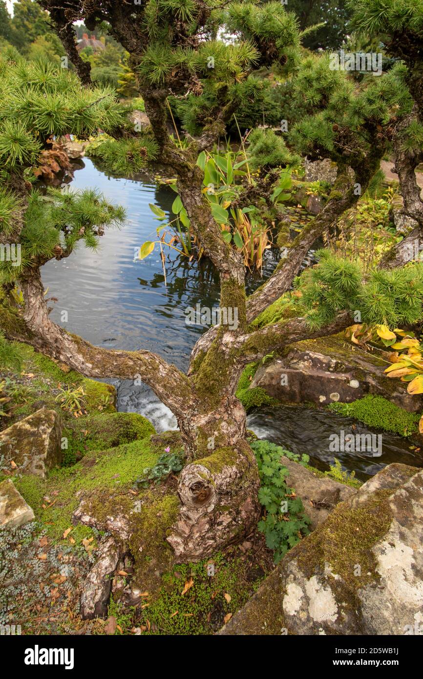 Larix Kaempteri tree in natural garden landscape setting with pond Stock Photo