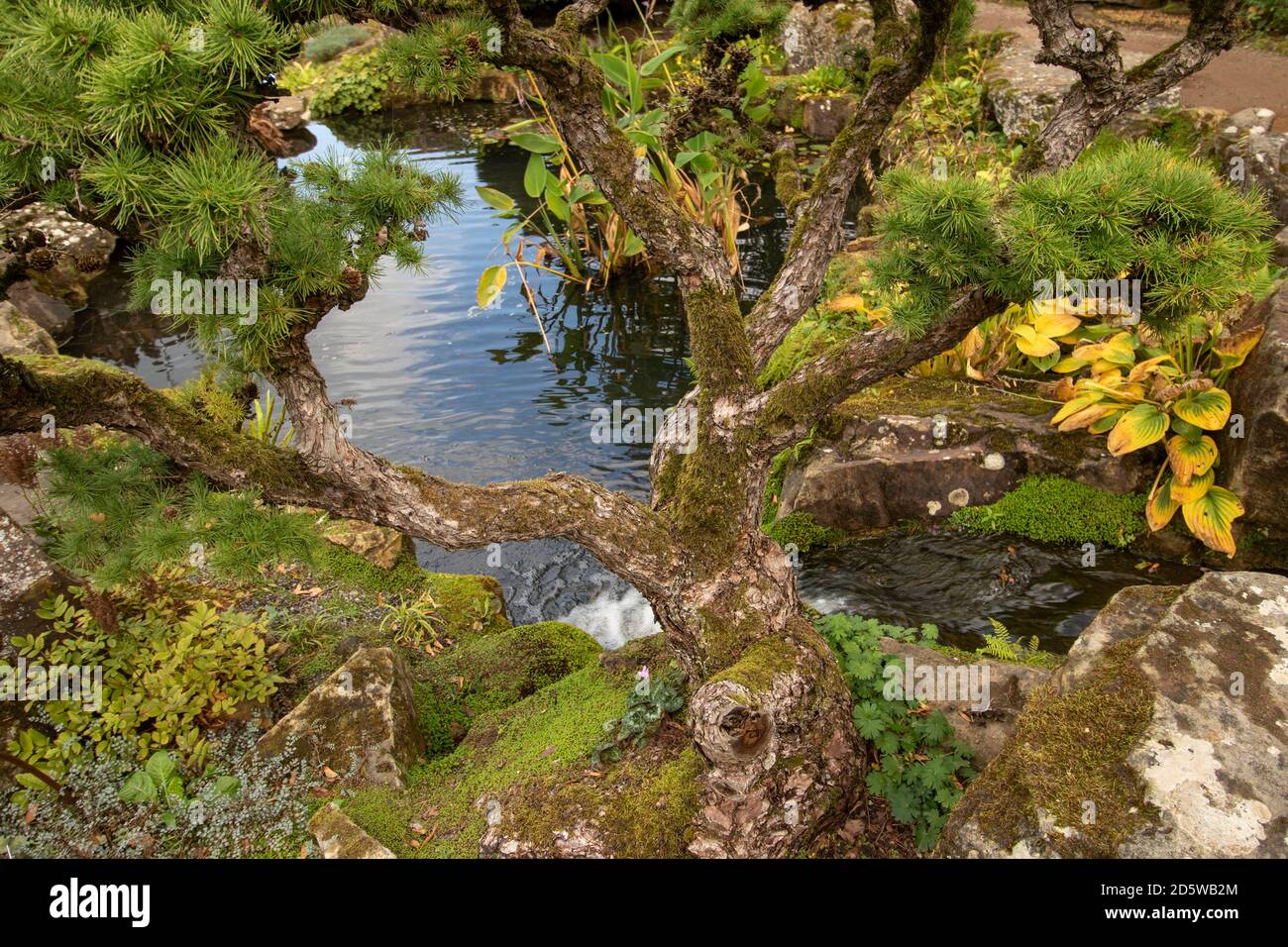 Larix Kaempteri tree in natural garden landscape setting with pond Stock Photo