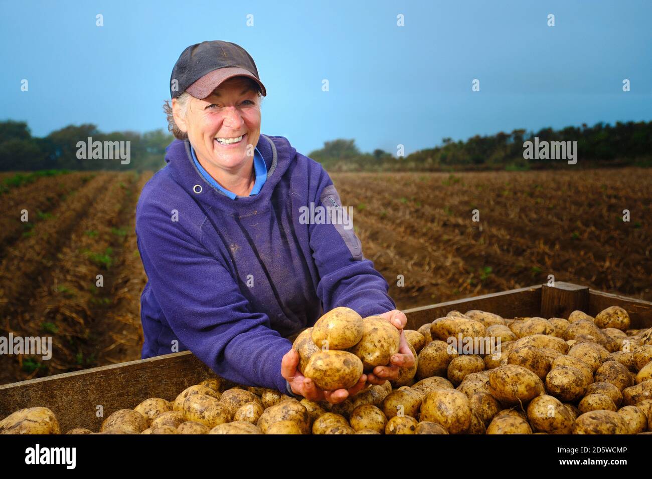 Female farmer with her potato harvest in a rainy field Stock Photo