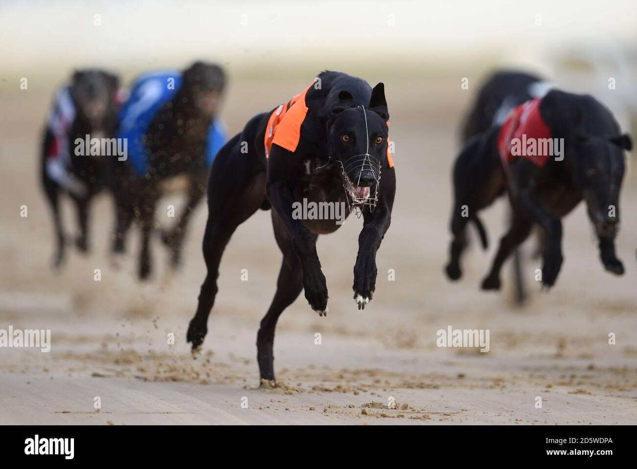 Fenbay Joe Wins The 1st Race At Peterborough Greyhound Stadium Stock Photo Alamy