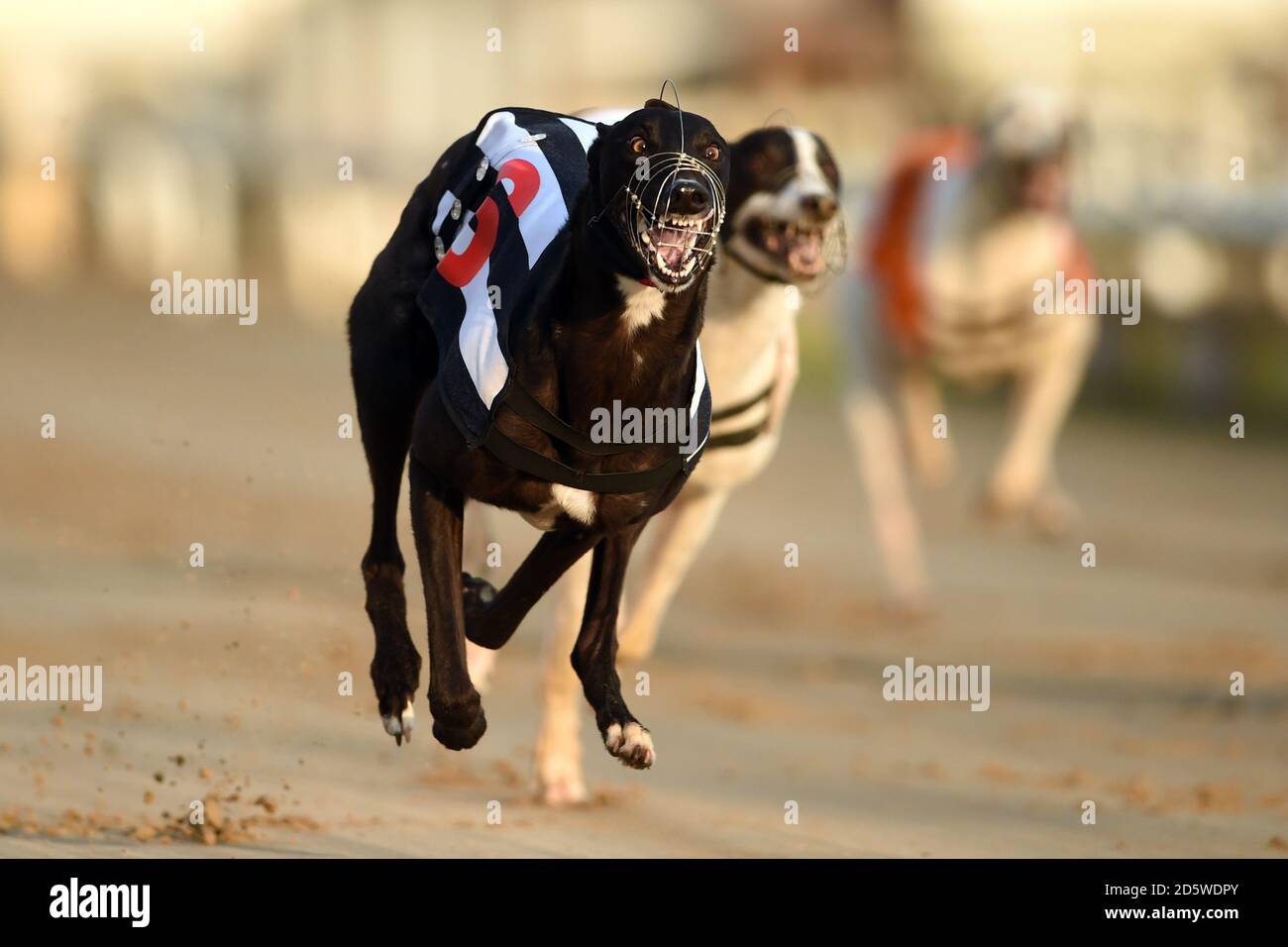 Page 7 Greyhounds Sport High Resolution Stock Photography And Images Alamy