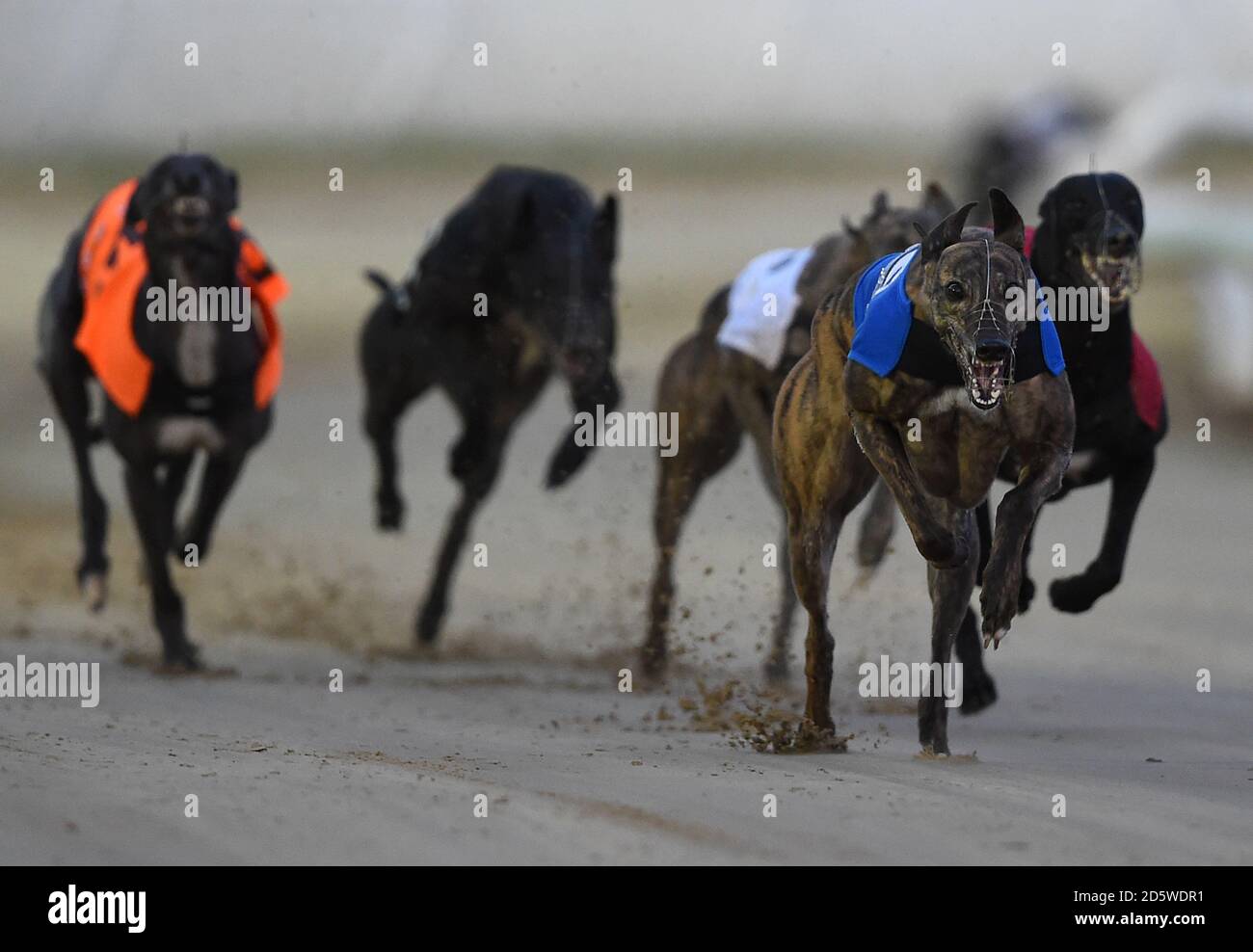 Page 7 Greyhounds Sport High Resolution Stock Photography And Images Alamy