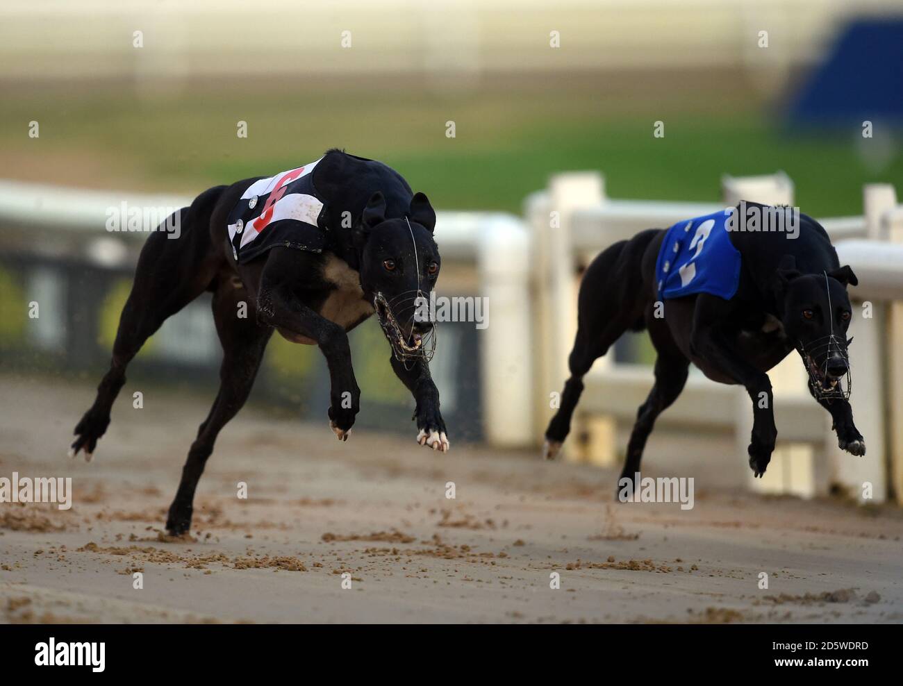 Page 7 Greyhounds Sport High Resolution Stock Photography And Images Alamy