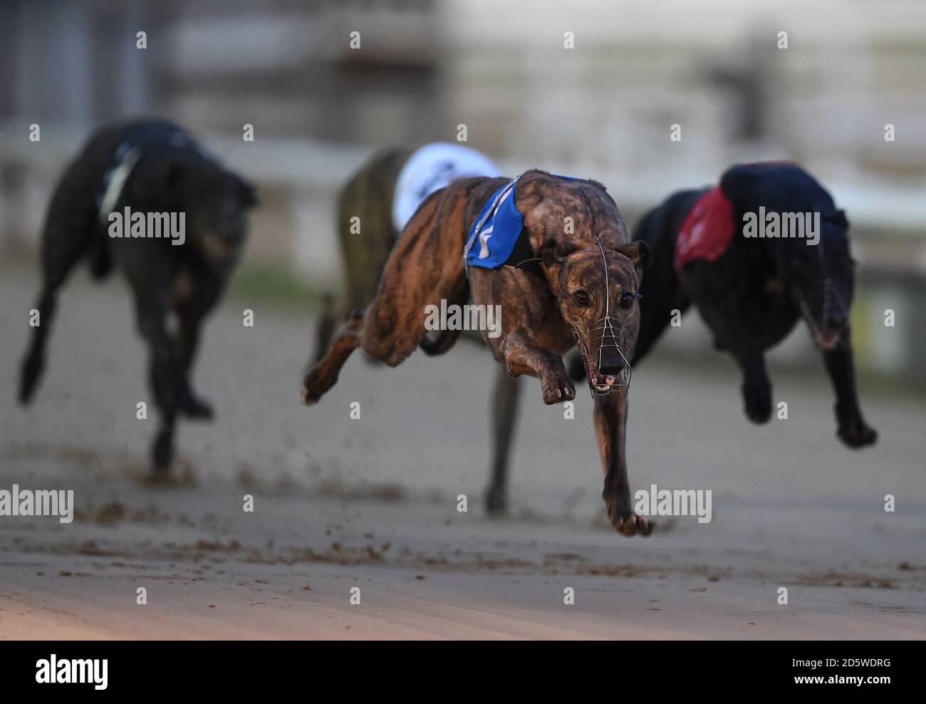 Page 7 Greyhounds Sport High Resolution Stock Photography And Images Alamy