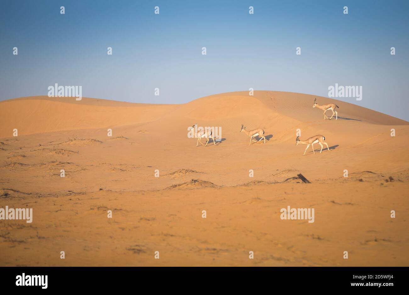 gazelles in a desert near Dubai Stock Photo