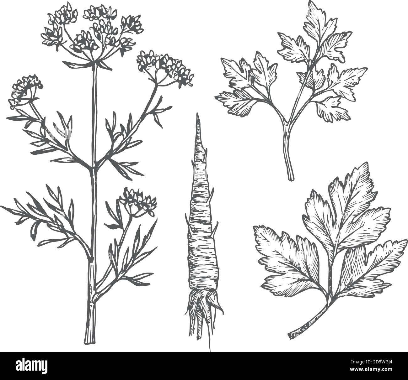Hand Drawn Parsley Leaves, Branches, Stem and Root Vector Illustrations