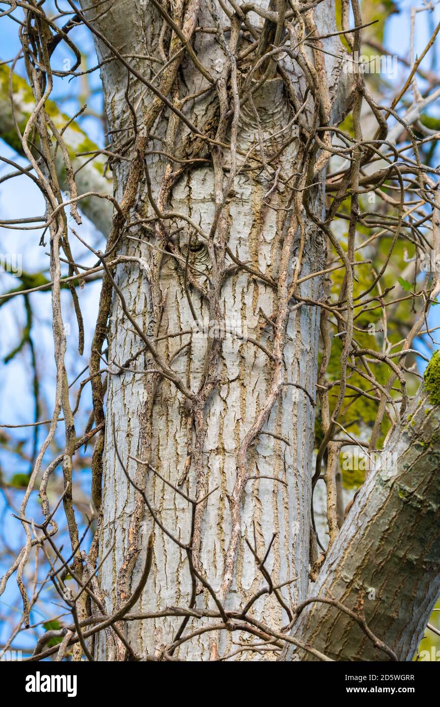 Tree vines hires stock photography and images Alamy