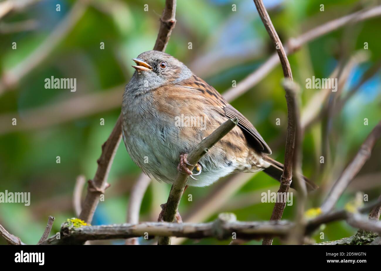 Adult Dunnock bird (Prunella modularis), a small passerine or perching bird, perching on a tree branch in Autumn in West Sussex, England, UK. Stock Photo