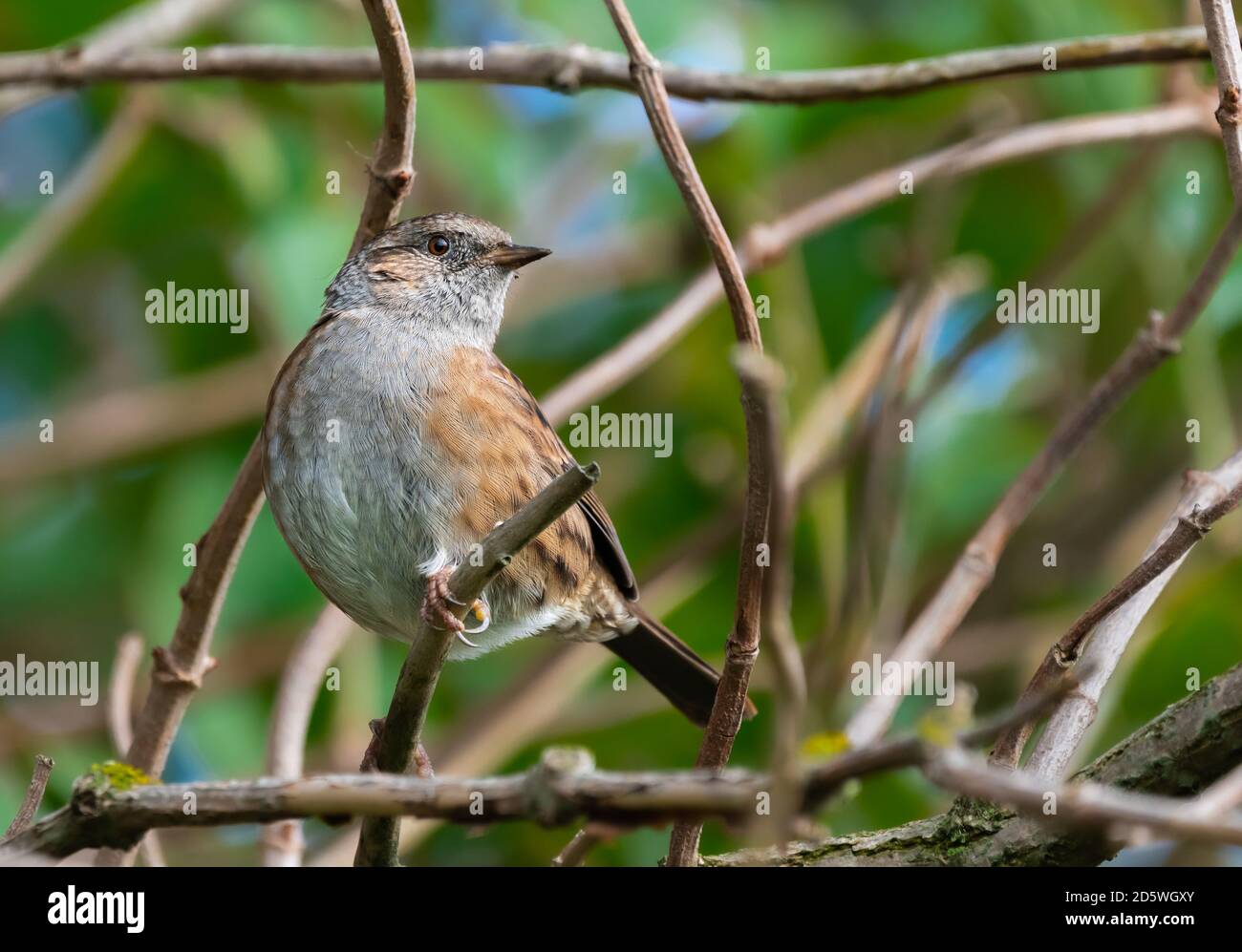 Adult Dunnock bird (Prunella modularis), a small passerine or perching bird, perched on a tree branch in Autumn in West Sussex, England, UK. Stock Photo
