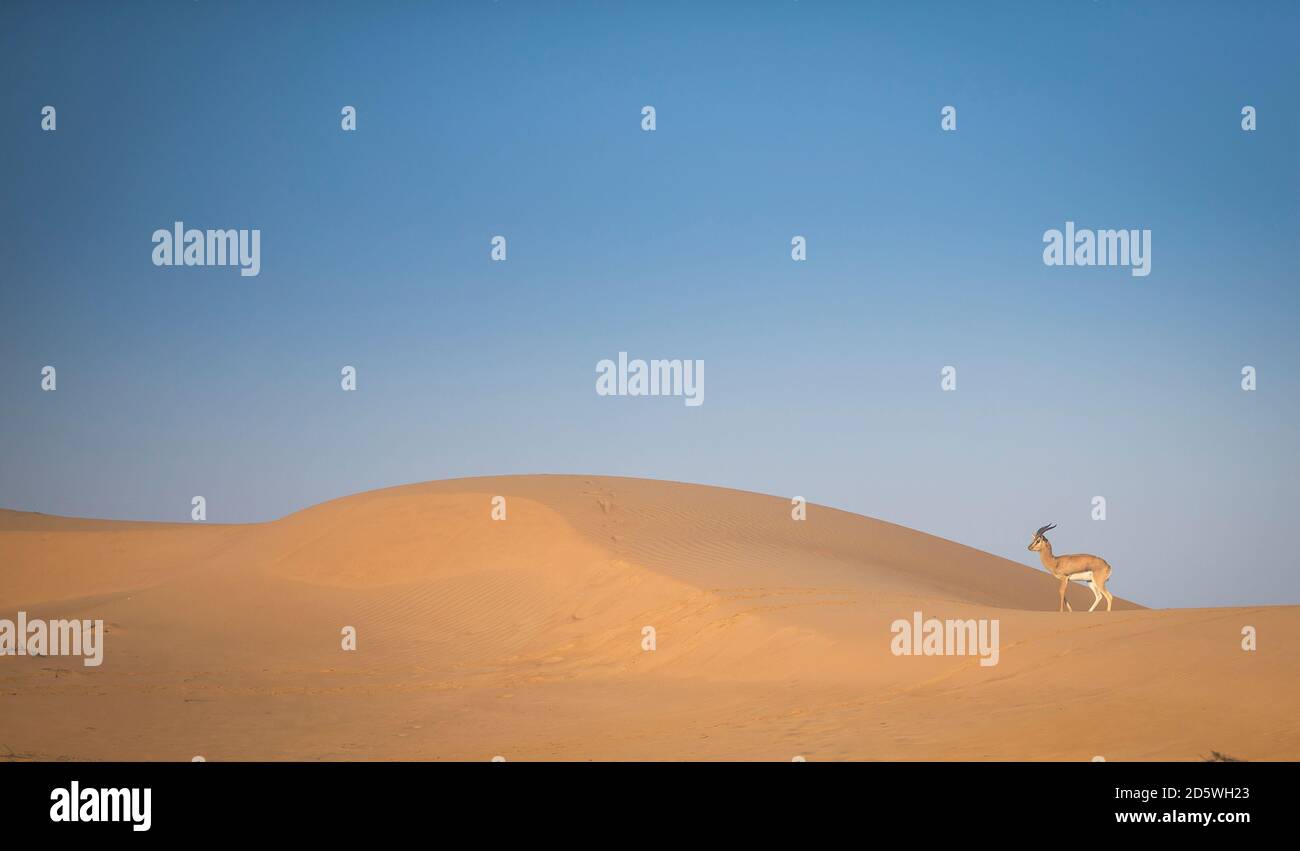 gazelles in a desert near Dubai Stock Photo - Alamy