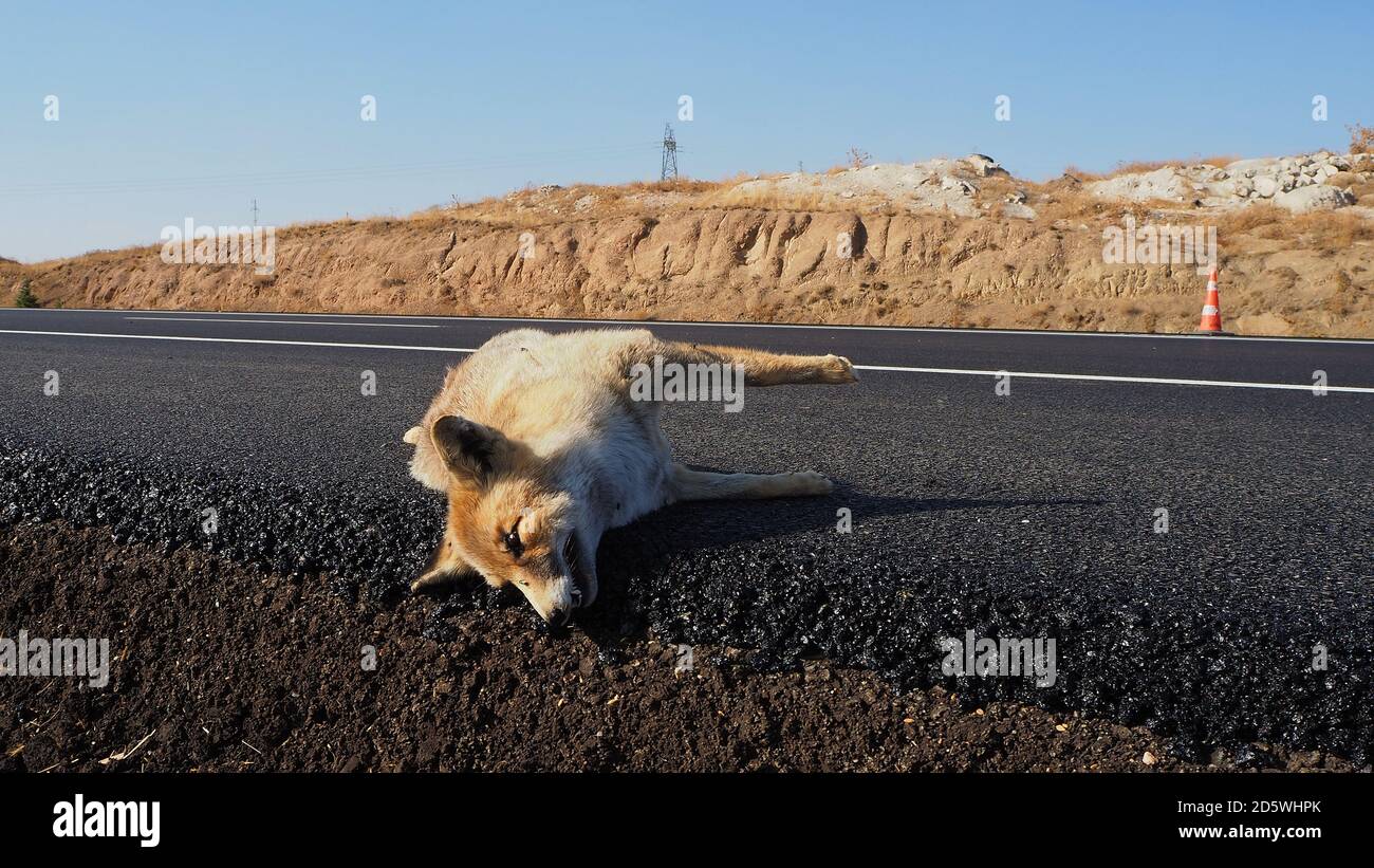 The fox who died as a result of a car crash, the fox who died on the