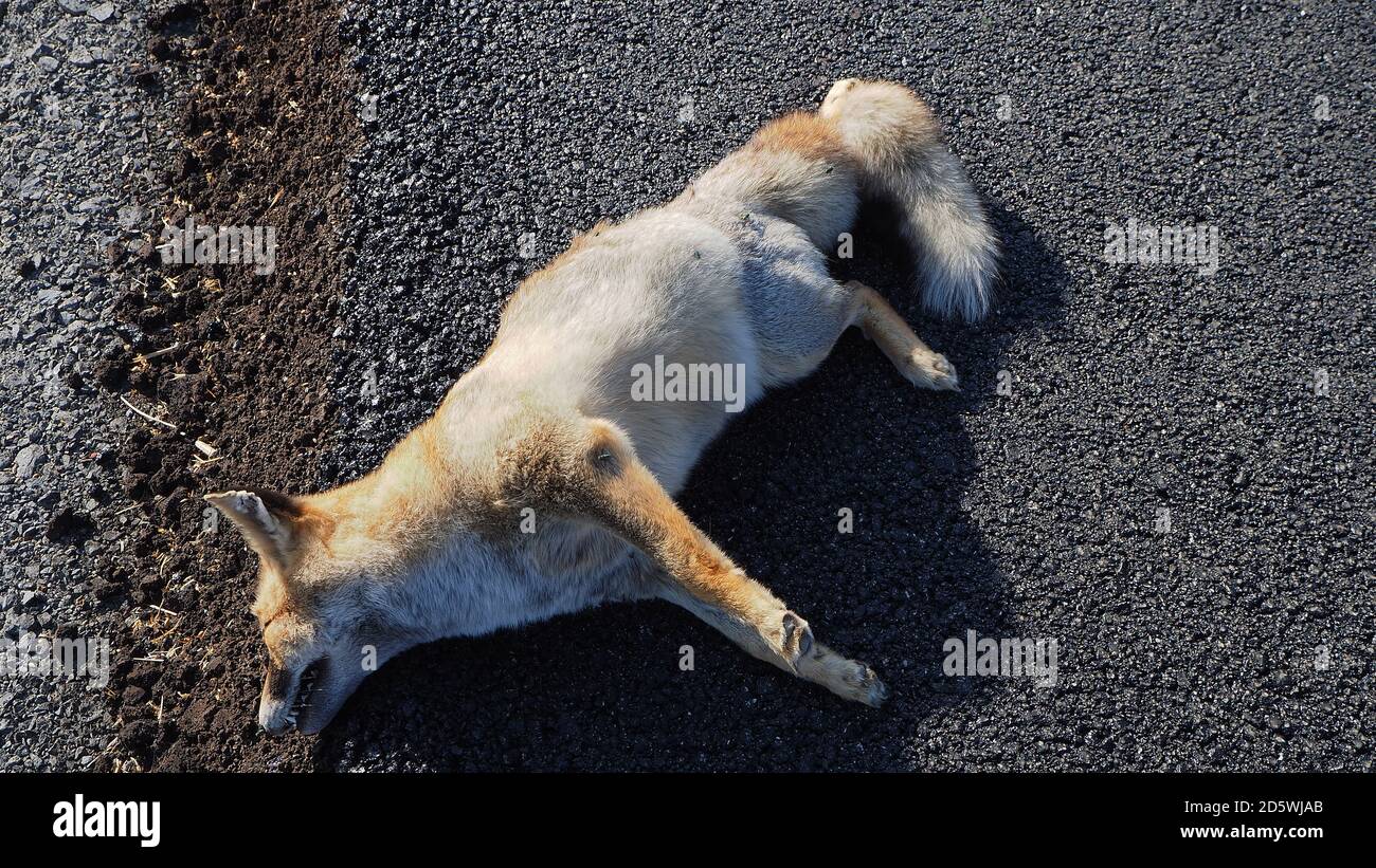 Page 3 - Animal Slaughter High Resolution Stock Photography and 